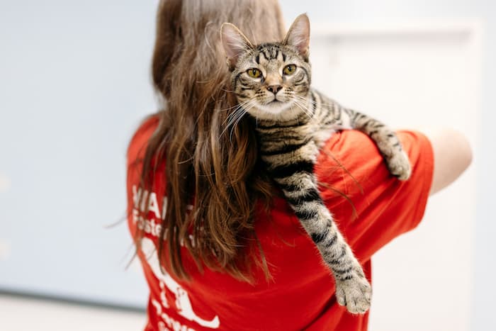 Cat looking over the shoulder of a Kalamazoo Animal Rescue volunteer