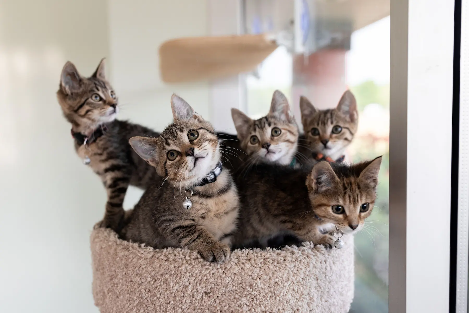 Five tabby kittens sharing a bed in a cat tree