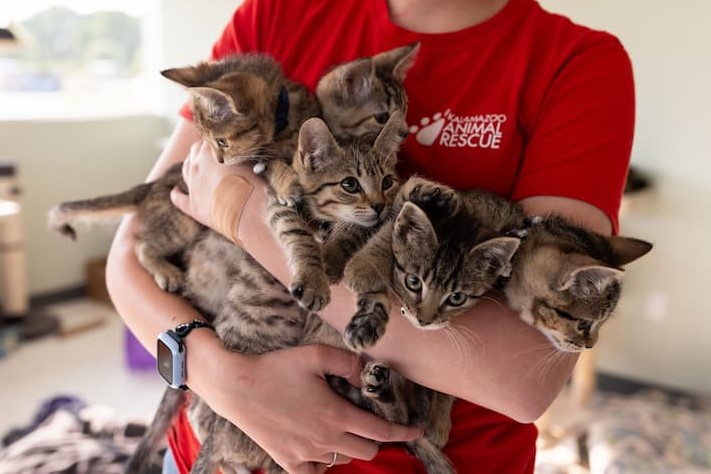 Woman holding a litter of five tabby kittens in both of her arms