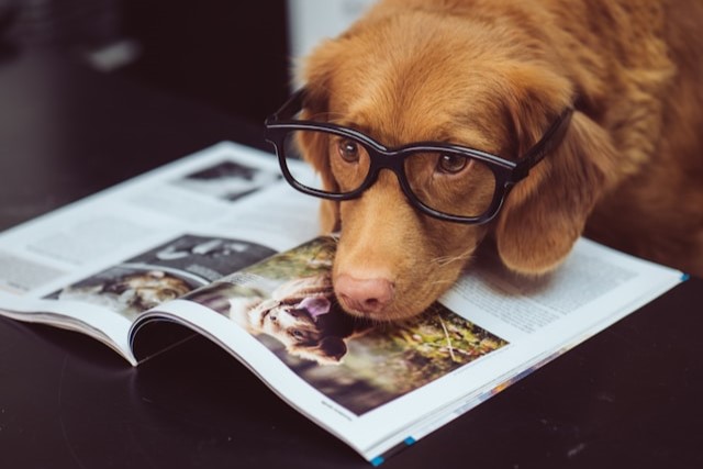 Red-haired dog wearing glasses