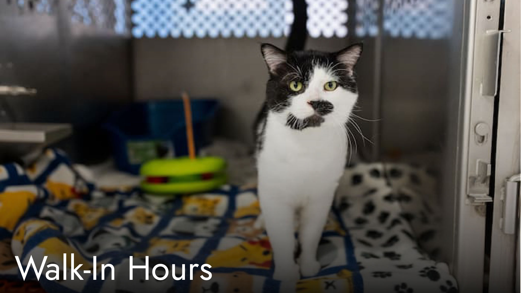 Cat in a shelter cage with blankets and toys. Text reads "Walk-In Hours"